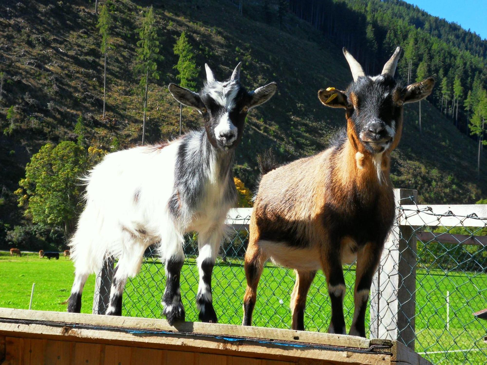 Sattlehnerhof Apartman Ramsau am Dachstein Kültér fotó